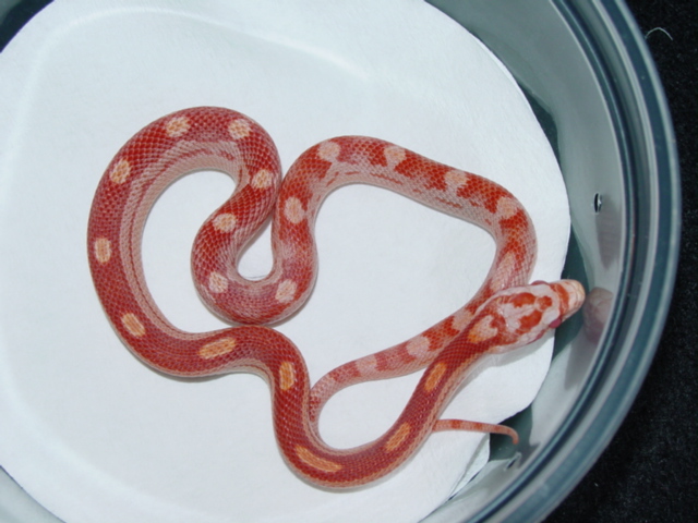Amel motley het butter