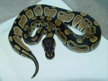 50 % PH Caramel albino