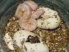 Albino Ball hatching