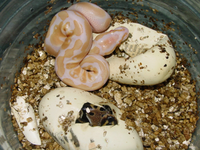 Albino Ball hatching