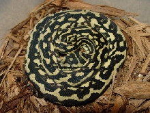 Jungle Carpet female