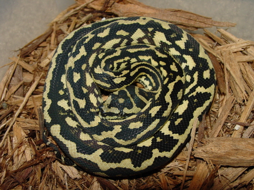 Jungle Carpet female
