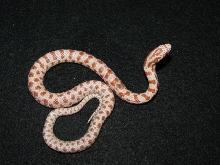 unknown albino