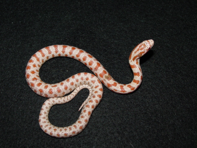 unknown albino