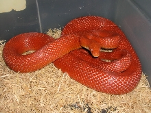 Amelanistic Bloodred