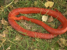 Amelanistic Bloodred