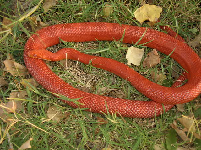 Amelanistic Bloodred