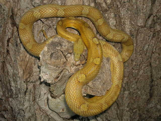 Caramel Motley