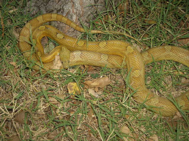Caramel Motley