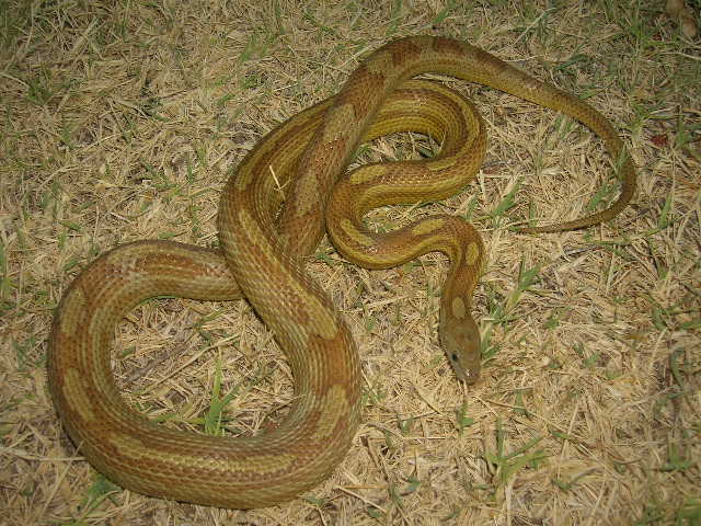 Caramel Motley