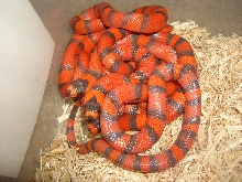 Hypo Hondurans