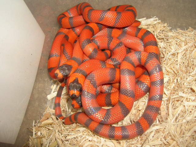 Hypo Hondurans
