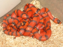 Hypo Honduran clutch 1