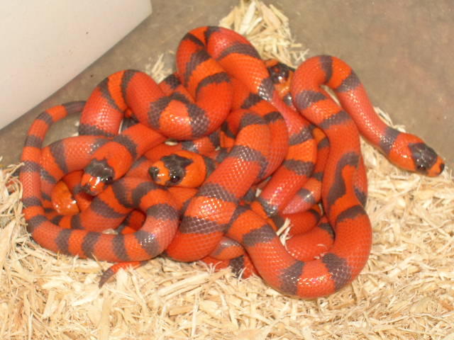 Hypo Honduran clutch 1