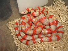 Albino Hondurans