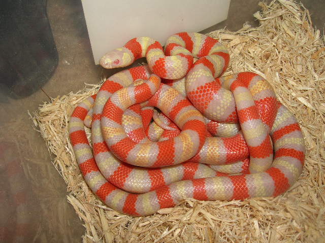 Albino Hondurans