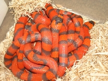 Hypo Honduran clutch 1