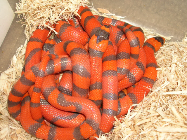 Hypo Honduran clutch 1