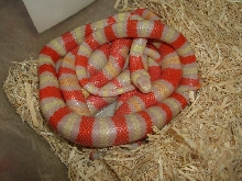 Albino Honduran clutch