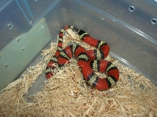 het albino honduran