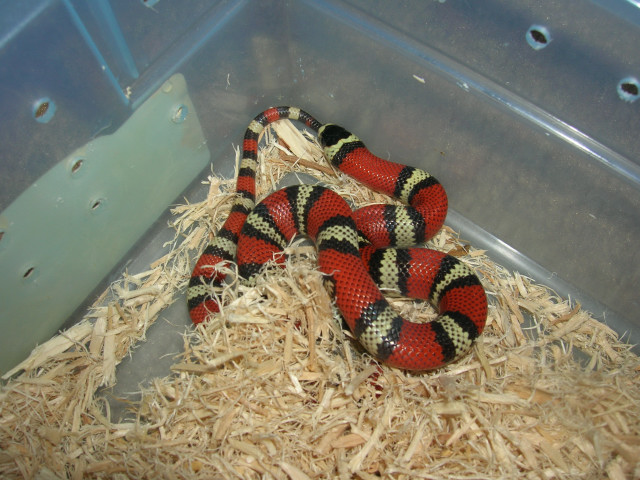 het albino honduran