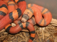Hypo Honduran