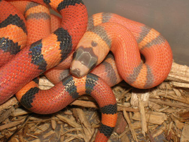 Hypo Honduran
