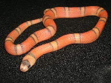 Hypo Honduran 2