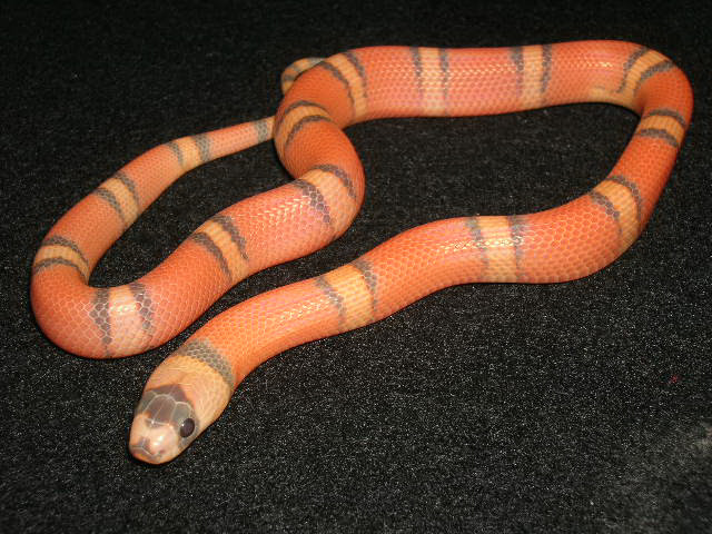Hypo Honduran 2