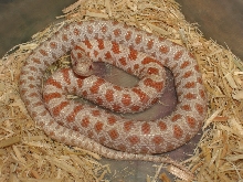 Albino Prairie King