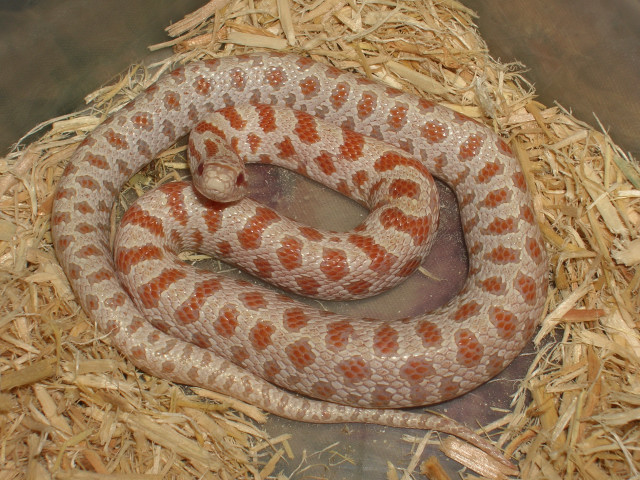 Albino Prairie King