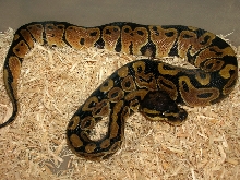 normal female