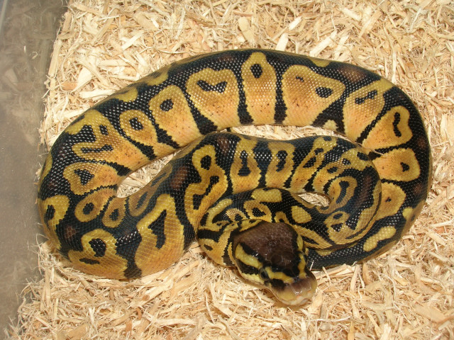 male pastel 0604