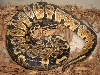 het albino