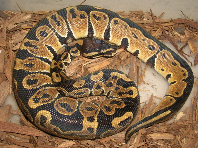 het albino