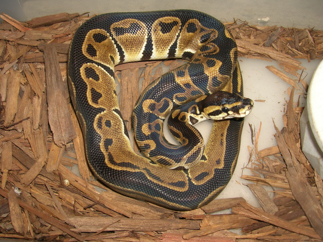 Black Back