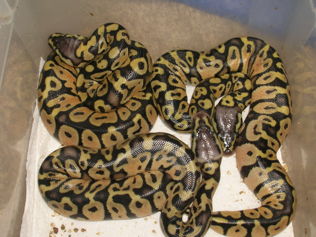 Pastel