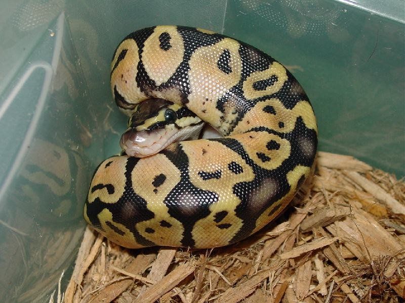 ball