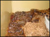 2004 BRB litter