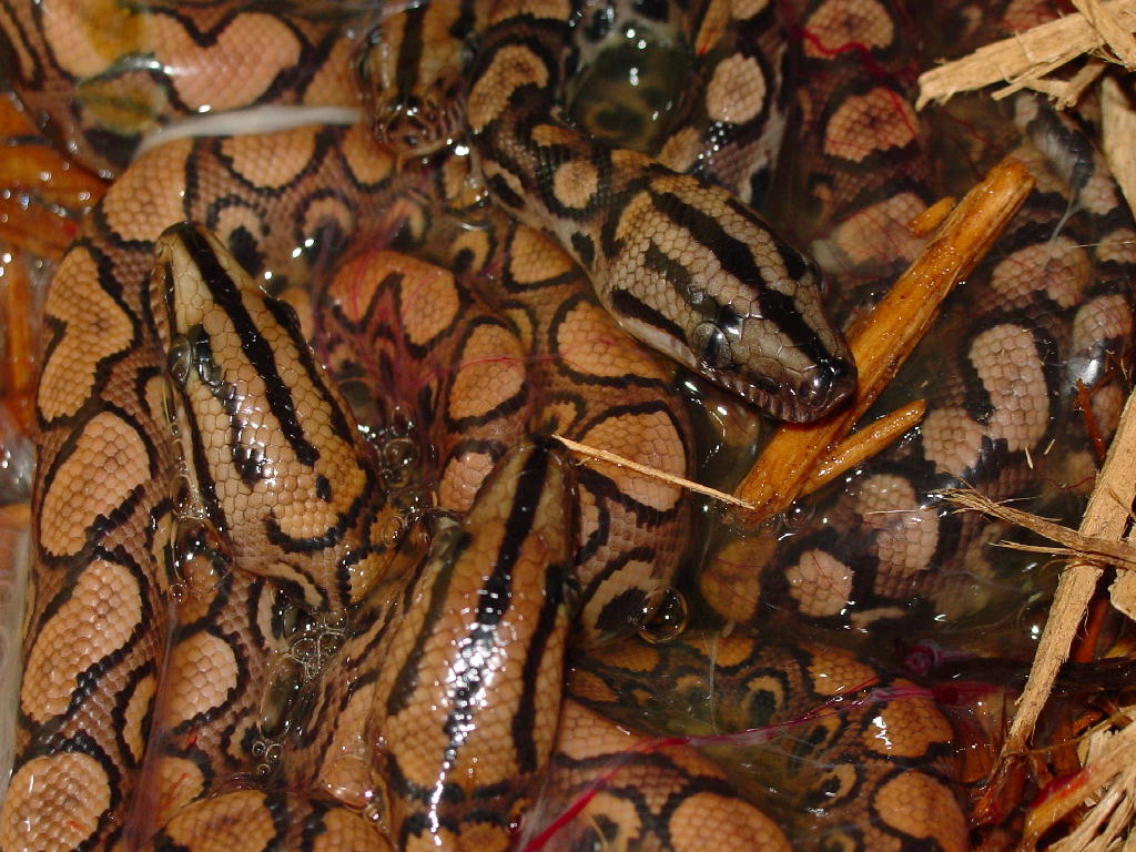 2004 BRB litter