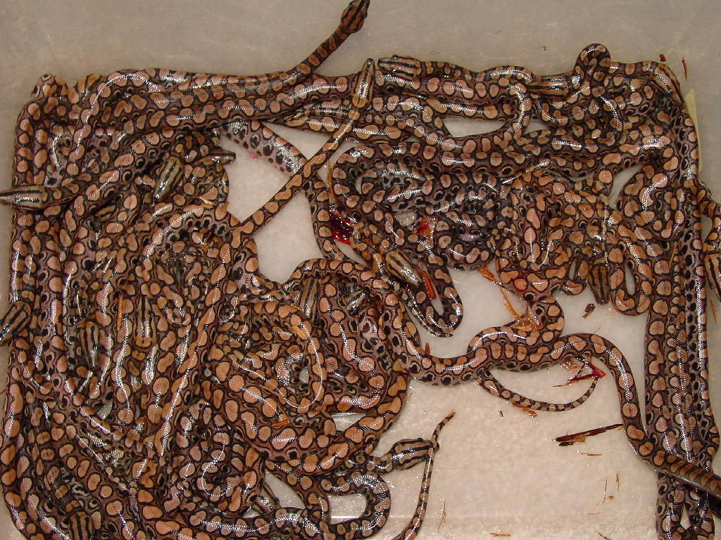 2004 BRB litter