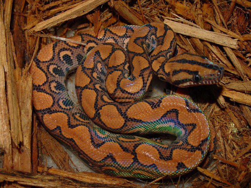 holdback male BRB 04