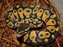 pastel male 0403