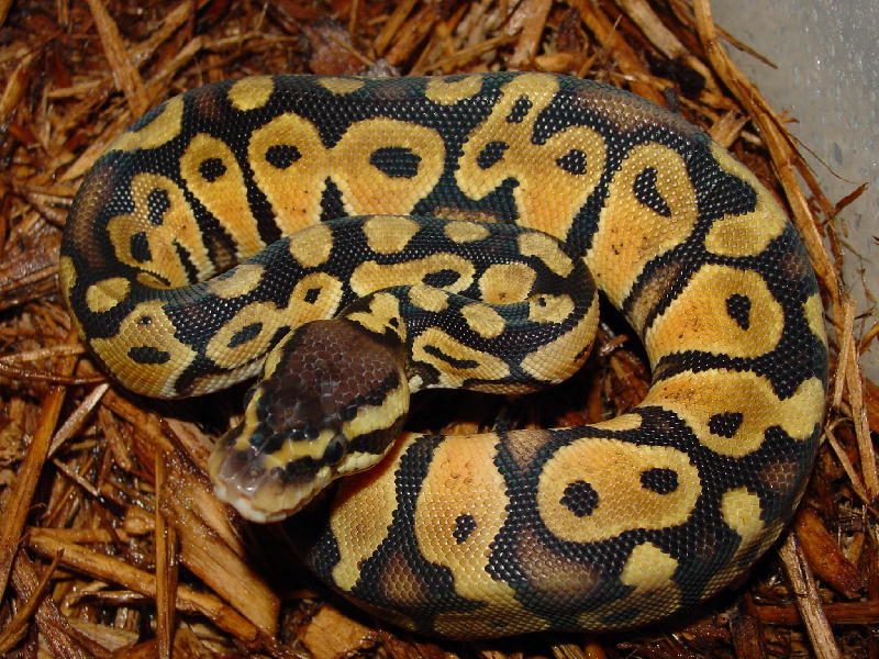 pastel male 0403