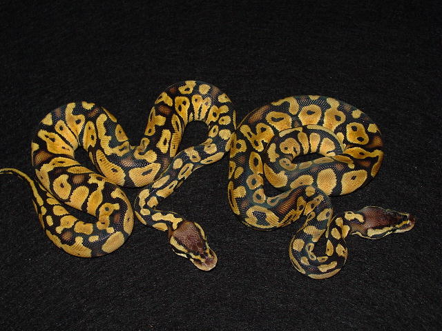 pastel pair