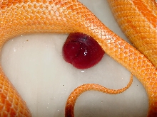 prolapse