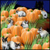 Pumpkin patch