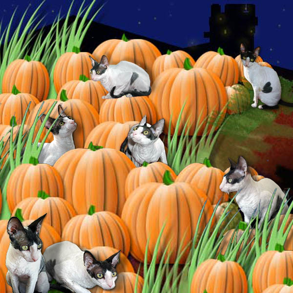 Pumpkin patch