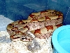 Hypo Jungle het Alb