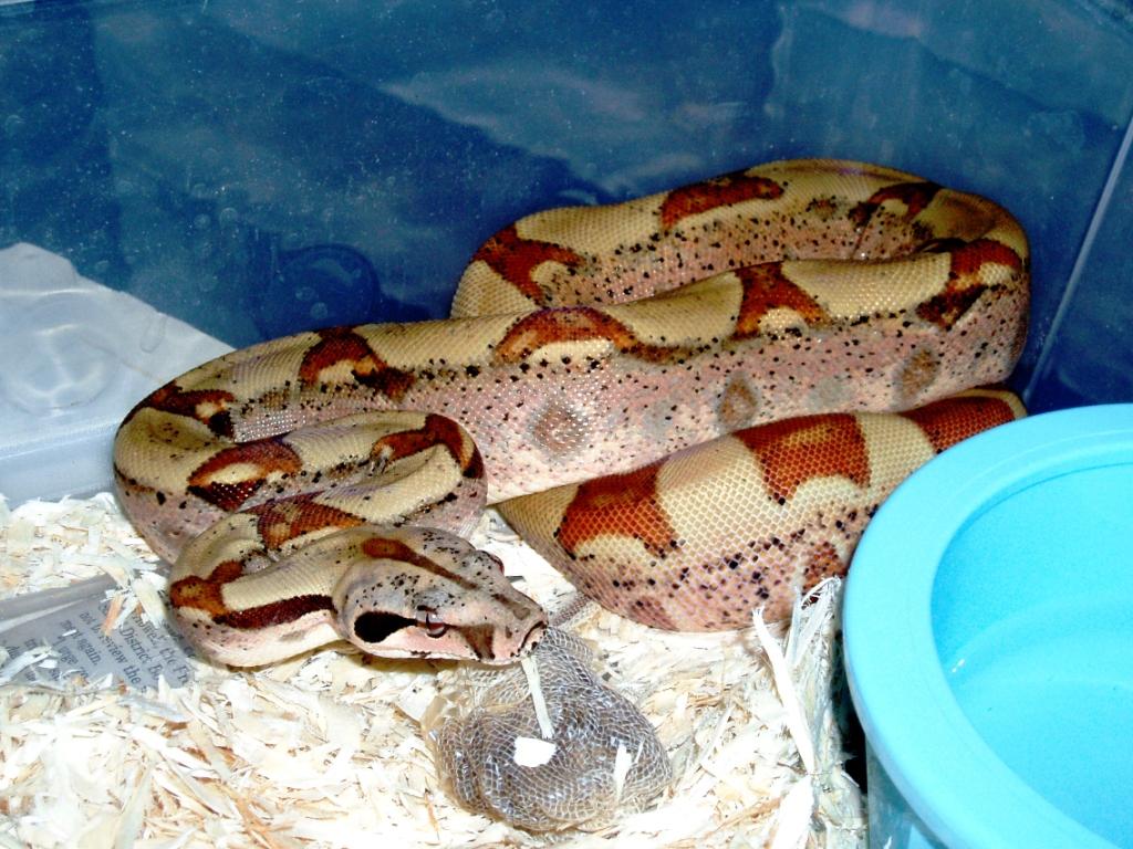 Hypo Jungle het Alb